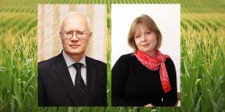 ЮУрГАУ обменялся опытом выращивания кукурузы с учеными со всего мира