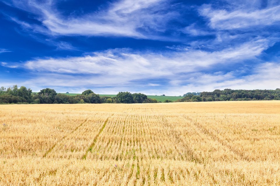 field7tif_0.jpeg